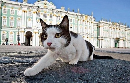 Mačke sanktpeterburškega muzeja Ermitaž -čuvajke  ruskih zakladov