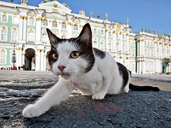 Sankt Peterburg in mačke muzeja Ermitaž - Rusija.si, potovanja v Rusijo 